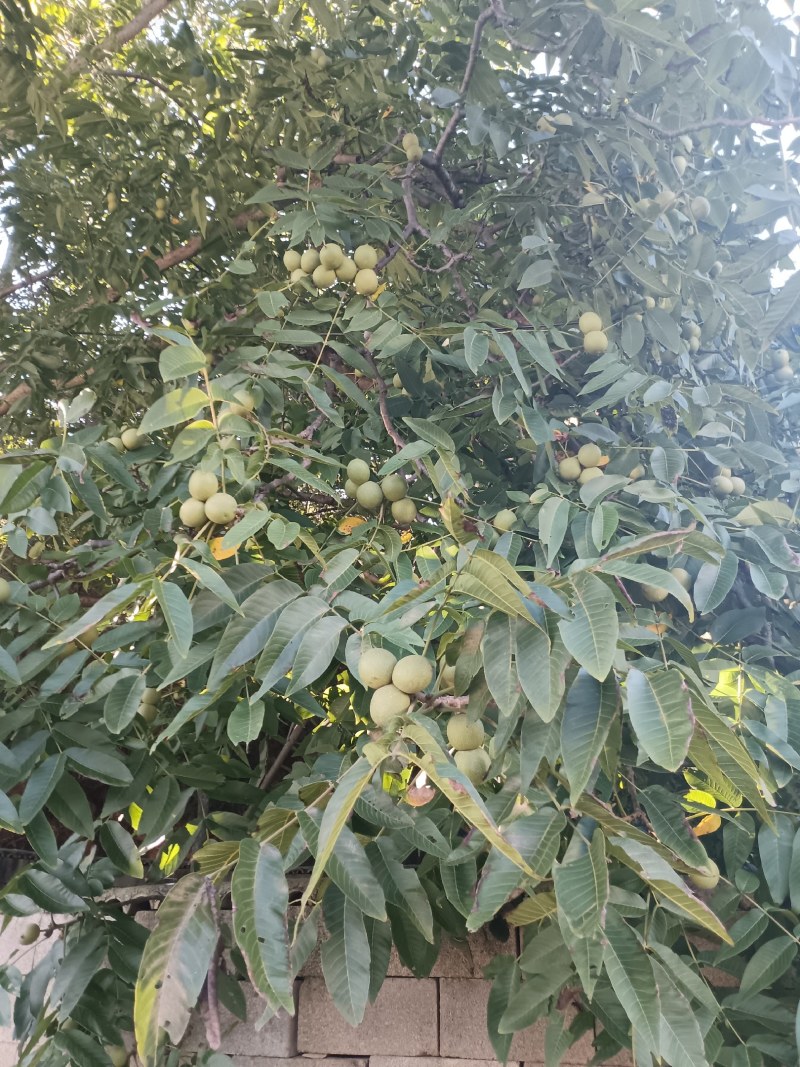 青皮核桃