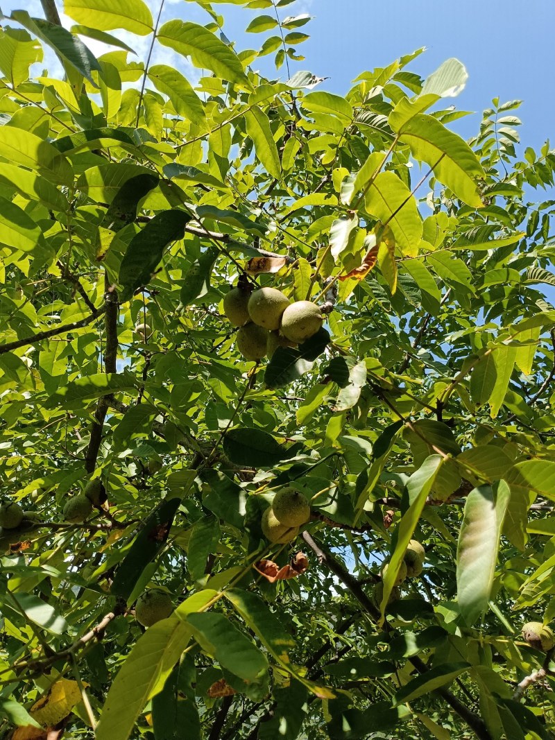 青皮核桃