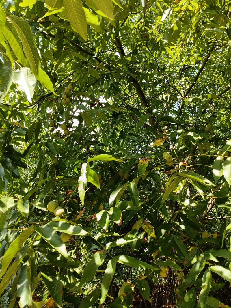 青皮核桃