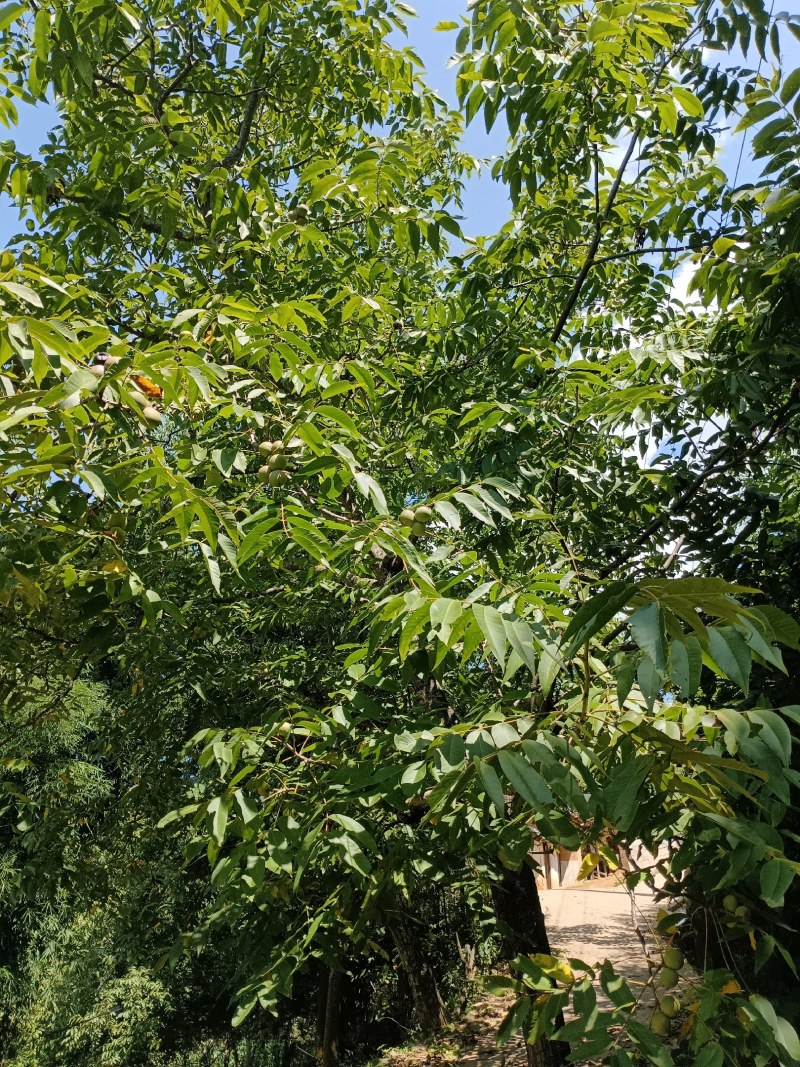 青皮核桃