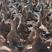 江西麻鸭出售，58天，混水，均重五斤左右，散养水库鸭