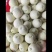 精品甜瓜