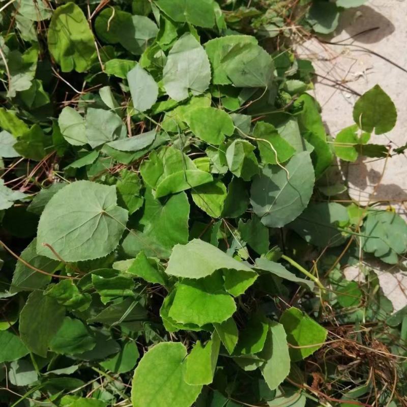 淫羊藿甘肃产地直销，自收自晒，质量保证，一手货源品质优