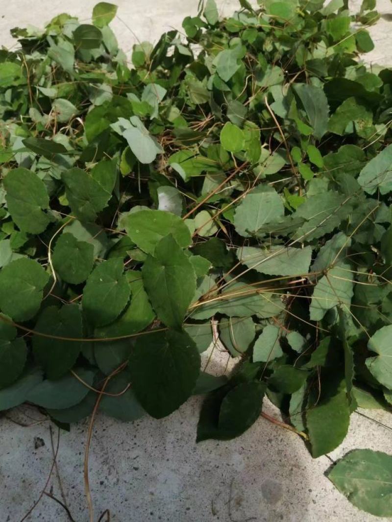 淫羊藿甘肃产地直销，自收自晒，质量保证，一手货源品质优