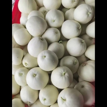 精品甜瓜