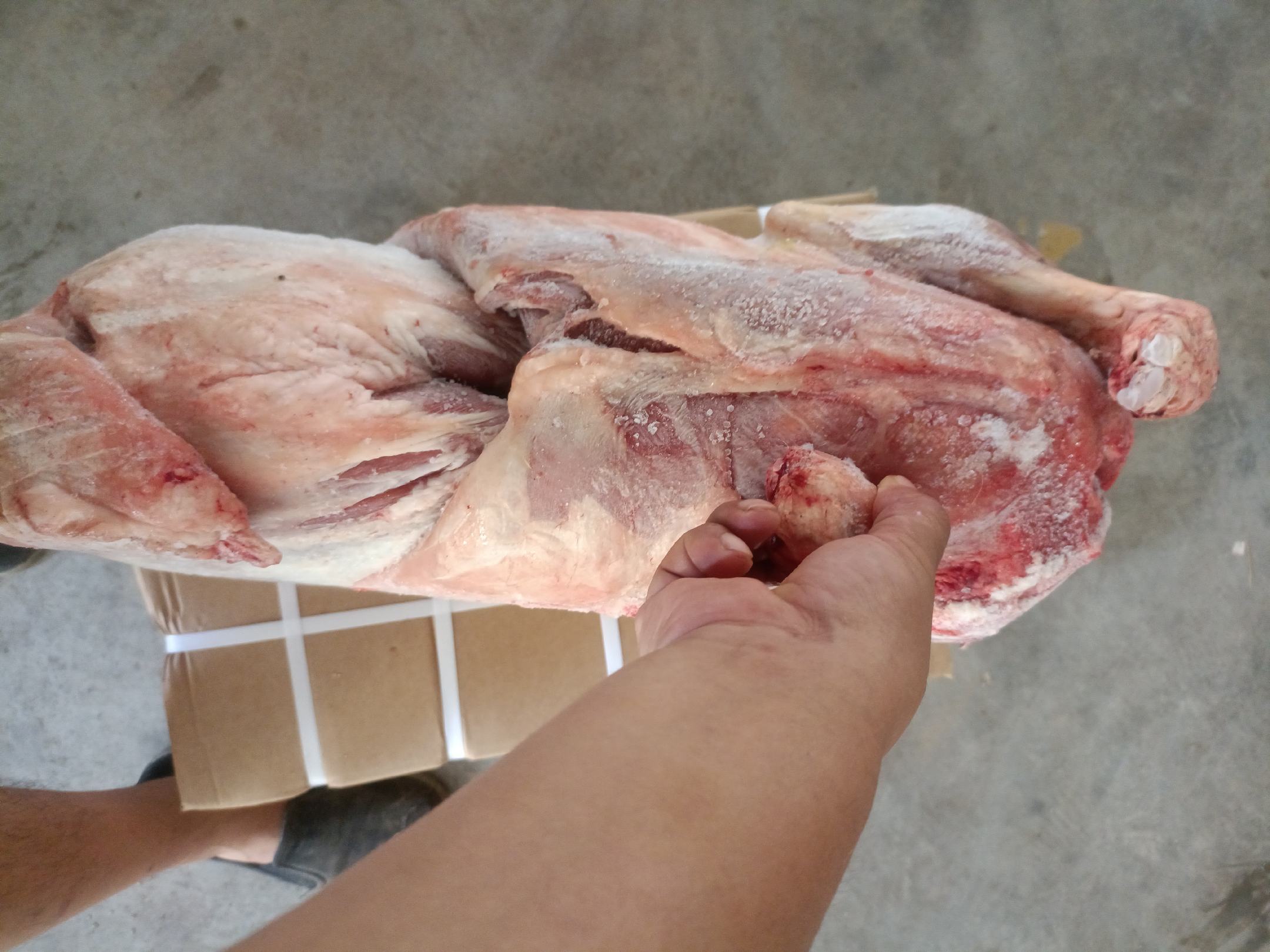 两张高倍显微照片并列展示:左侧为波尔F1代羊肉横切面,肌纤维排列整齐、间隙小、脂肪分布均匀;右侧为本地山羊肉,肌纤维较粗、结缔组织较多、脂肪呈团块状聚集;标注了“剪切力值”和“嫩度等级” 羊肉横切面显微结构对比图