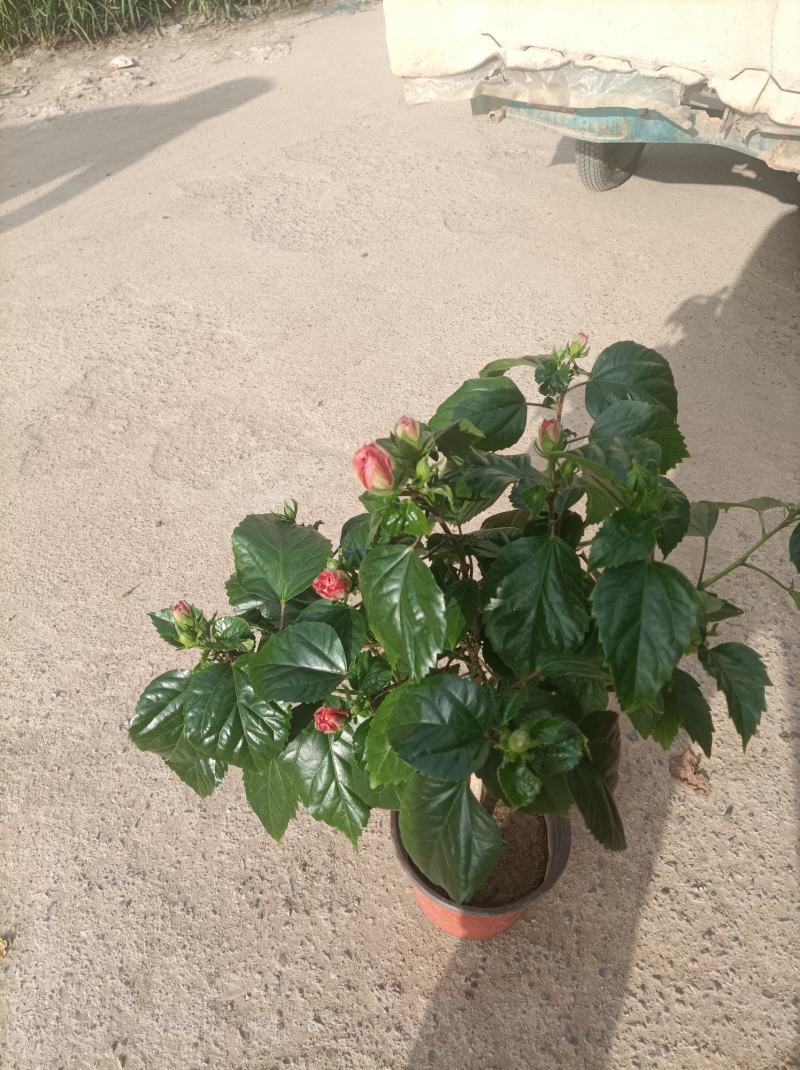 丹麦木槿/重瓣/基地直发货颗型饱满多种颜色量大优惠货源足