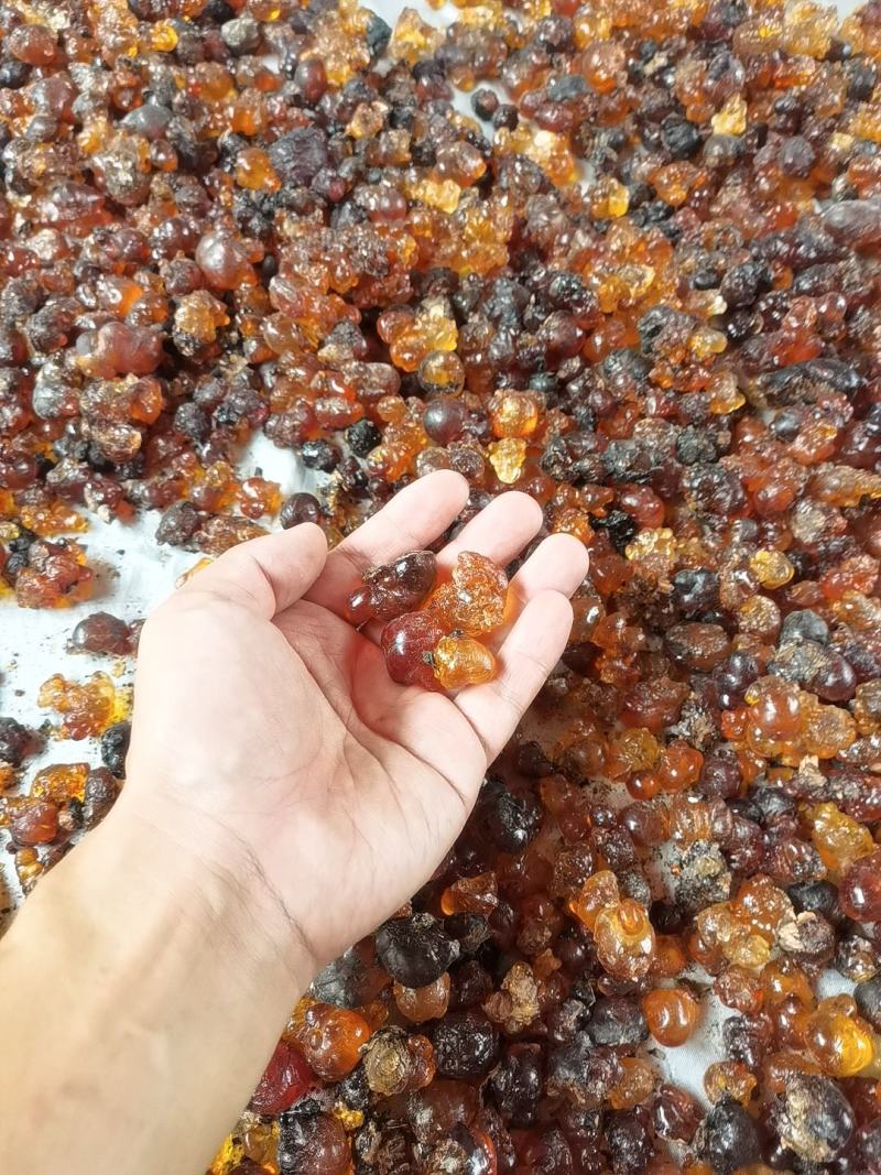 无锡阳山自己桃园采摘农户家天然可食用桃胶大颗粒黄色胶新货