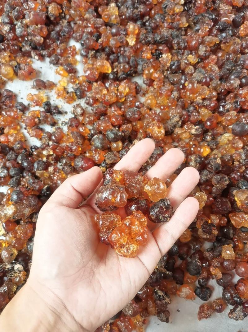 无锡阳山自己桃园采摘农户家天然可食用桃胶大颗粒黄色胶新货