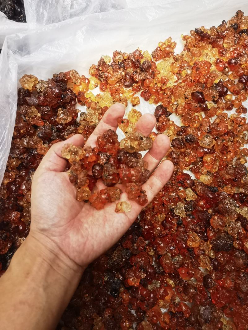无锡阳山自己桃园采摘农户家天然可食用桃胶大颗粒黄色胶新货