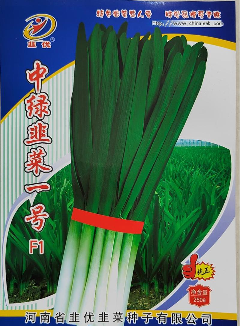 中绿韭菜一号种子河南韭菜种子种子公司直营全国发货