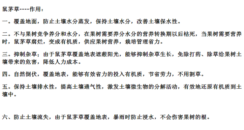 进口鼠茅草种子果园绿肥种子抑制杂草增加土壤营养秋季播种