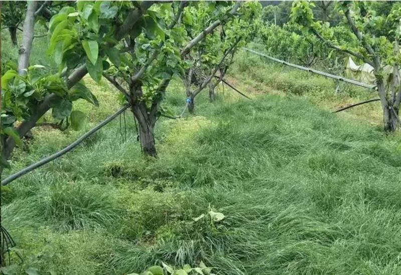 进口鼠茅草种子果园绿肥种子抑制杂草增加土壤营养秋季播种