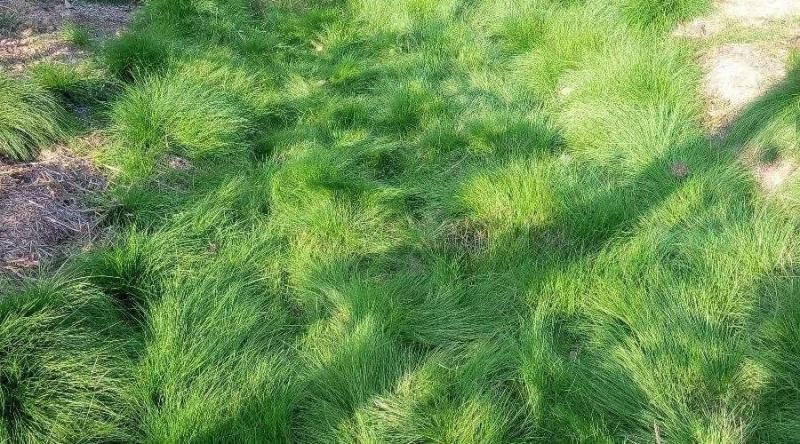 进口鼠茅草种子果园绿肥种子抑制杂草增加土壤营养秋季播种