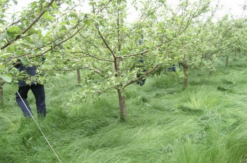 进口鼠茅草种子果园绿肥种子抑制杂草增加土壤营养秋季播种