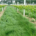 进口鼠茅草种子果园绿肥种子抑制杂草增加土壤营养秋季播种