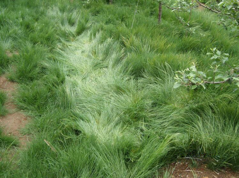 进口鼠茅草种子果园绿肥种子抑制杂草增加土壤营养秋季播种