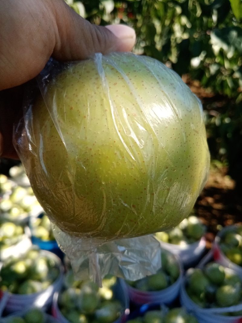 青皇冠梨，皮薄，肉细，汁多。脆甜可口。长城脚下的皇冠梨