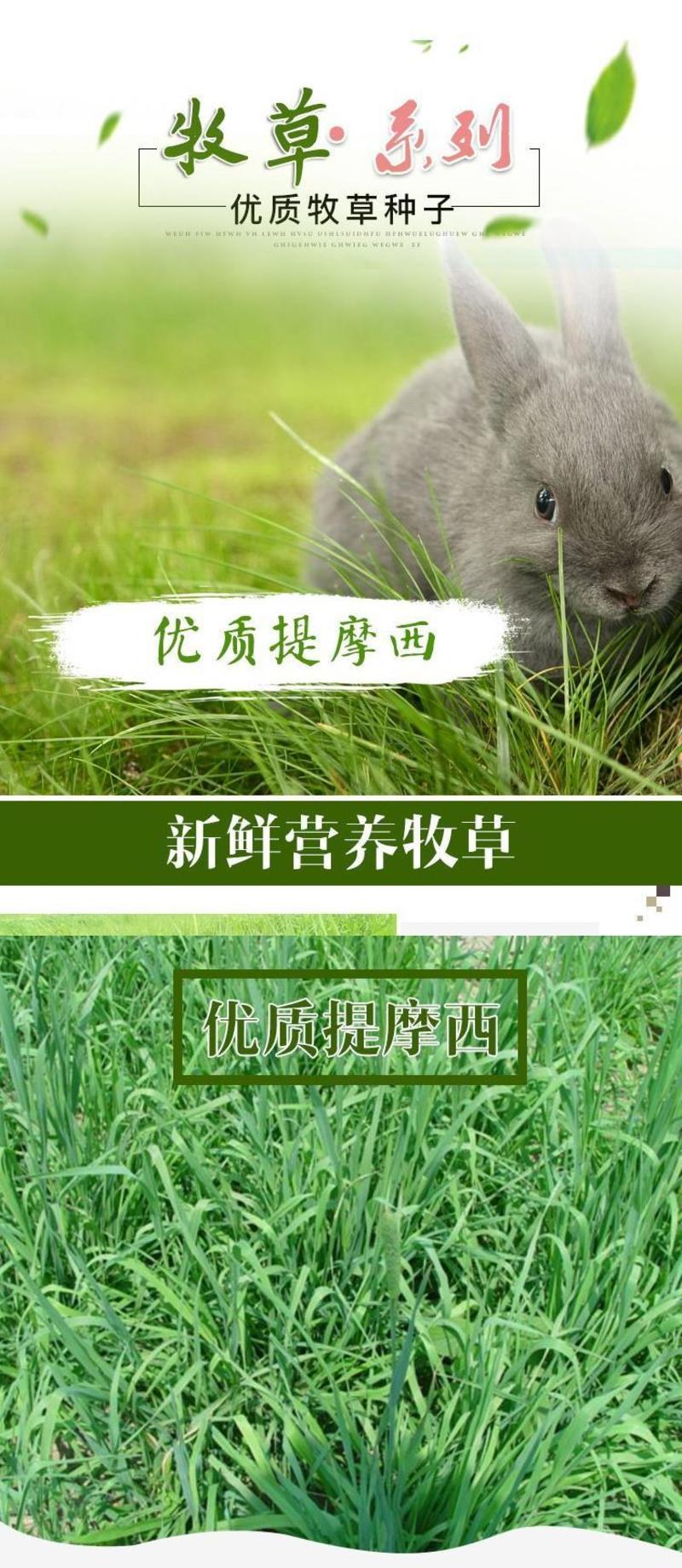提摩西种子兔子粮草正宗猫尾草种子多年生长宠物豚鼠龙猫爱吃