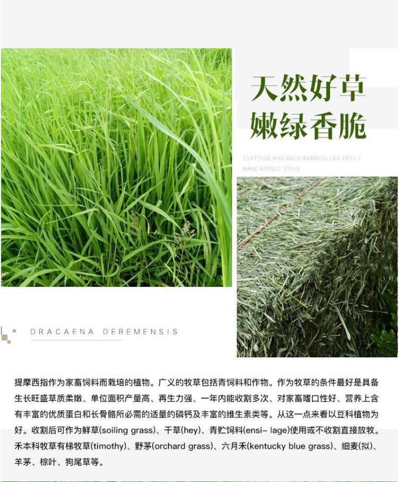 提摩西种子兔子粮草正宗猫尾草种子多年生长宠物豚鼠龙猫爱吃
