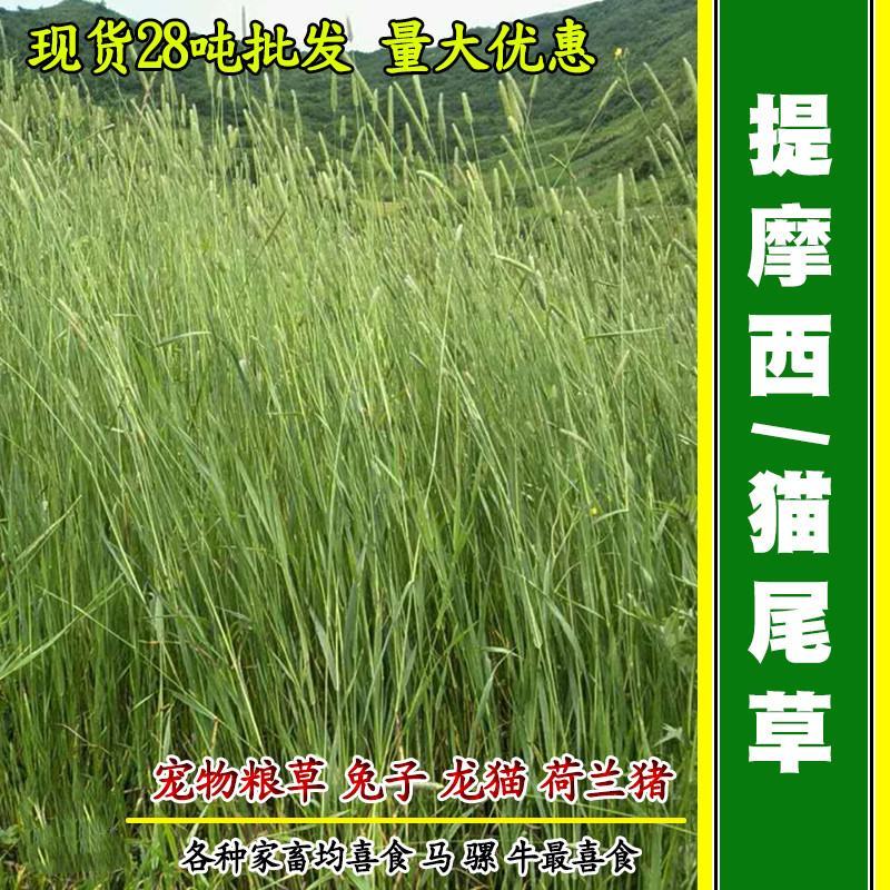 提摩西种子兔子粮草正宗猫尾草种子多年生长宠物豚鼠龙猫爱吃