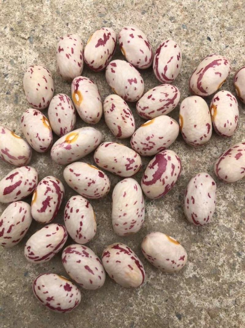 芸豆，花芸豆甘肃芸豆籽人工脱粒，完整度高一手货源