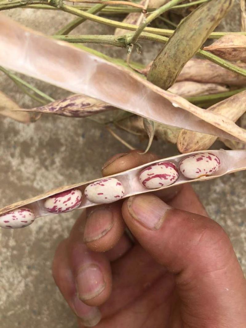 芸豆，花芸豆甘肃芸豆籽人工脱粒，完整度高一手货源
