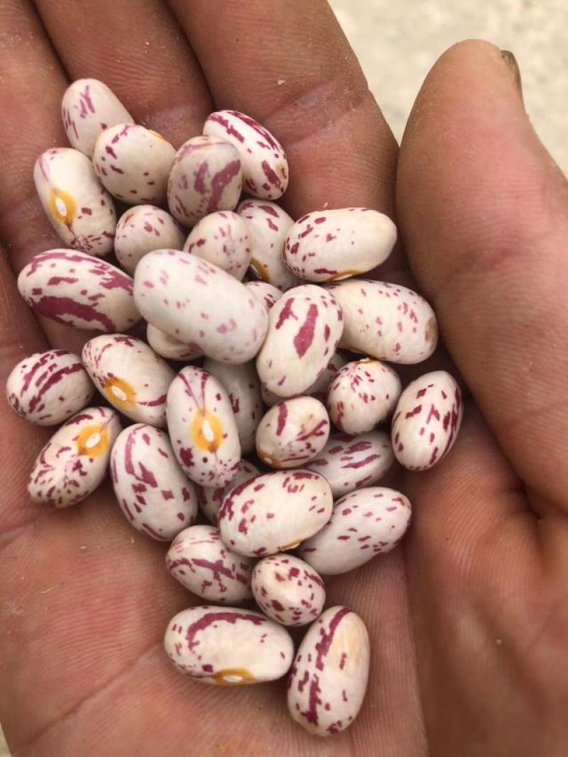 芸豆，花芸豆甘肃芸豆籽人工脱粒，完整度高一手货源