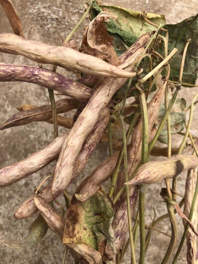 芸豆，花芸豆甘肃芸豆籽人工脱粒，完整度高一手货源
