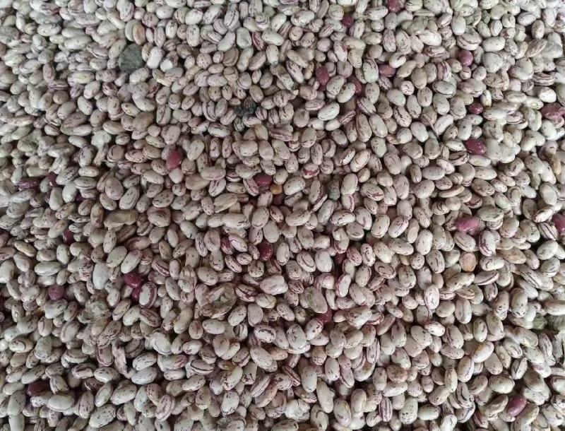芸豆，花芸豆甘肃芸豆籽人工脱粒，完整度高一手货源