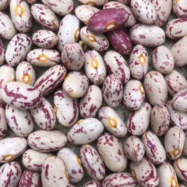 芸豆，花芸豆甘肃芸豆籽人工脱粒，完整度高一手货源