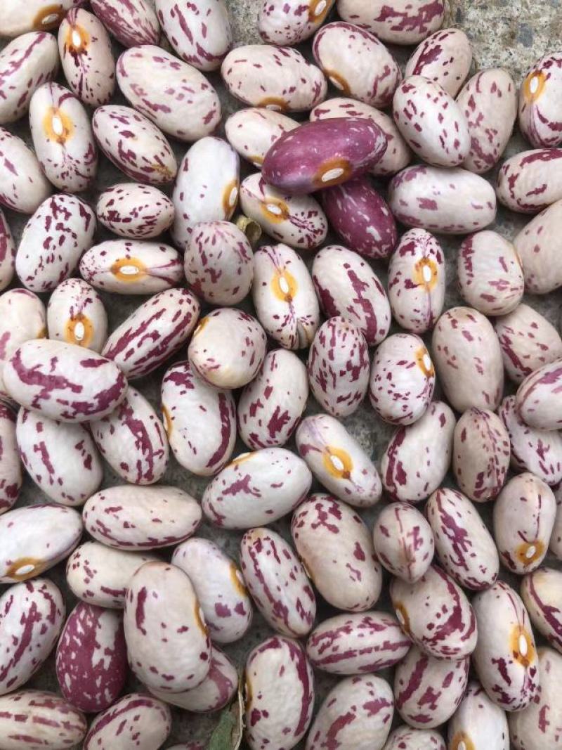 芸豆，花芸豆甘肃芸豆籽人工脱粒，完整度高一手货源