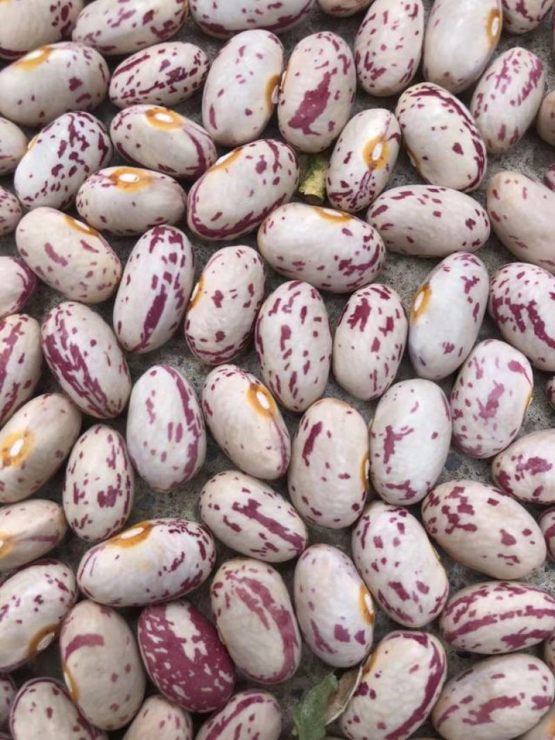 芸豆，花芸豆甘肃芸豆籽人工脱粒，完整度高一手货源