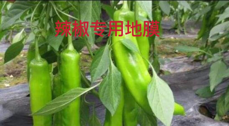 辣椒地膜银黑色打孔地膜，反光上色，保湿保墒