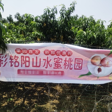无锡阳山自己桃园采摘农户家天然可食用桃胶大颗粒黄色胶新货