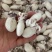 墨鱼仔去皮去内脏墨鱼仔火锅食材目鱼仔章鱼仔