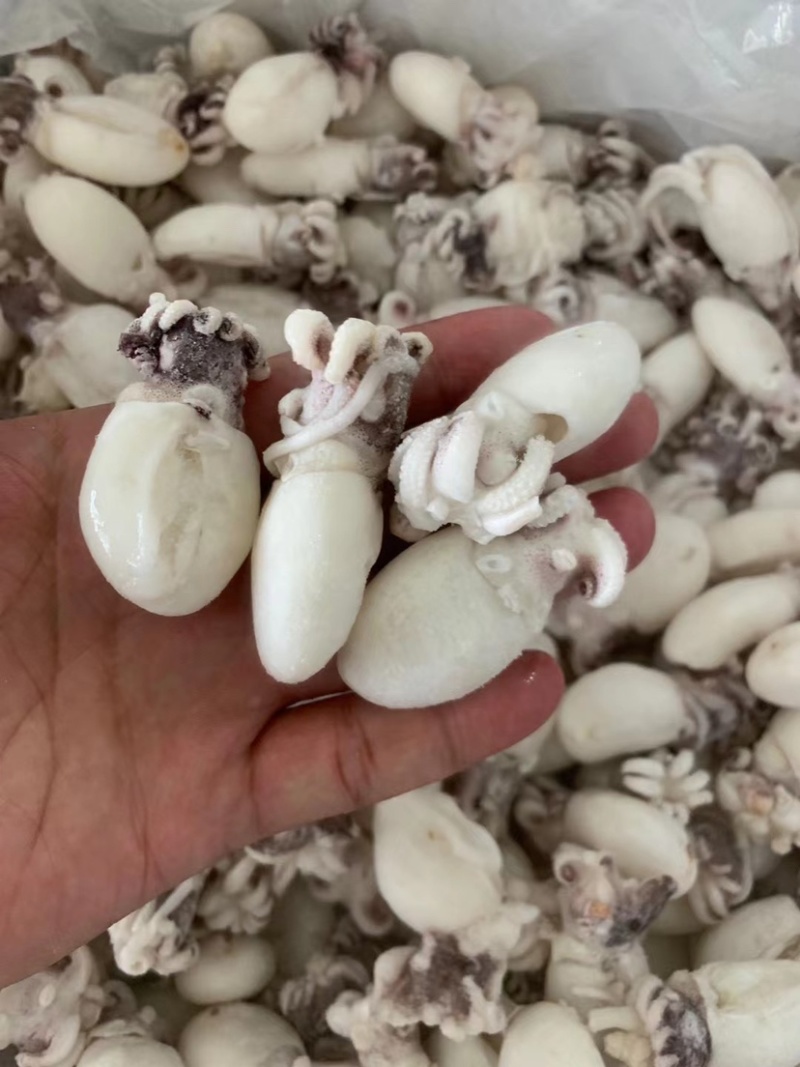 墨鱼仔去皮去内脏墨鱼仔火锅食材目鱼仔章鱼仔