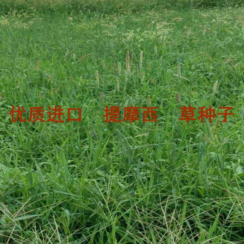 进口提摩西草种子猫尾草梯牧草兔子豚鼠荷兰猪优质草牧草