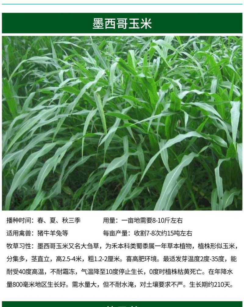 进口提摩西草种子猫尾草梯牧草兔子豚鼠荷兰猪优质草牧草