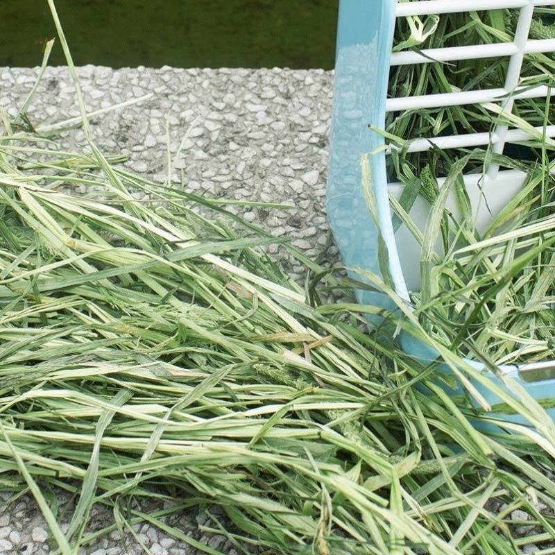 进口提摩西草种子猫尾草梯牧草兔子豚鼠荷兰猪优质草牧草