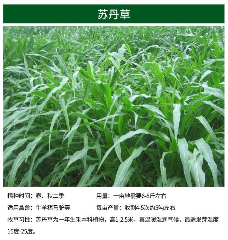 进口提摩西草种子猫尾草梯牧草兔子豚鼠荷兰猪优质草牧草