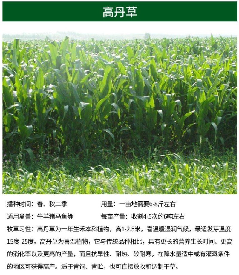 进口提摩西草种子猫尾草梯牧草兔子豚鼠荷兰猪优质草牧草