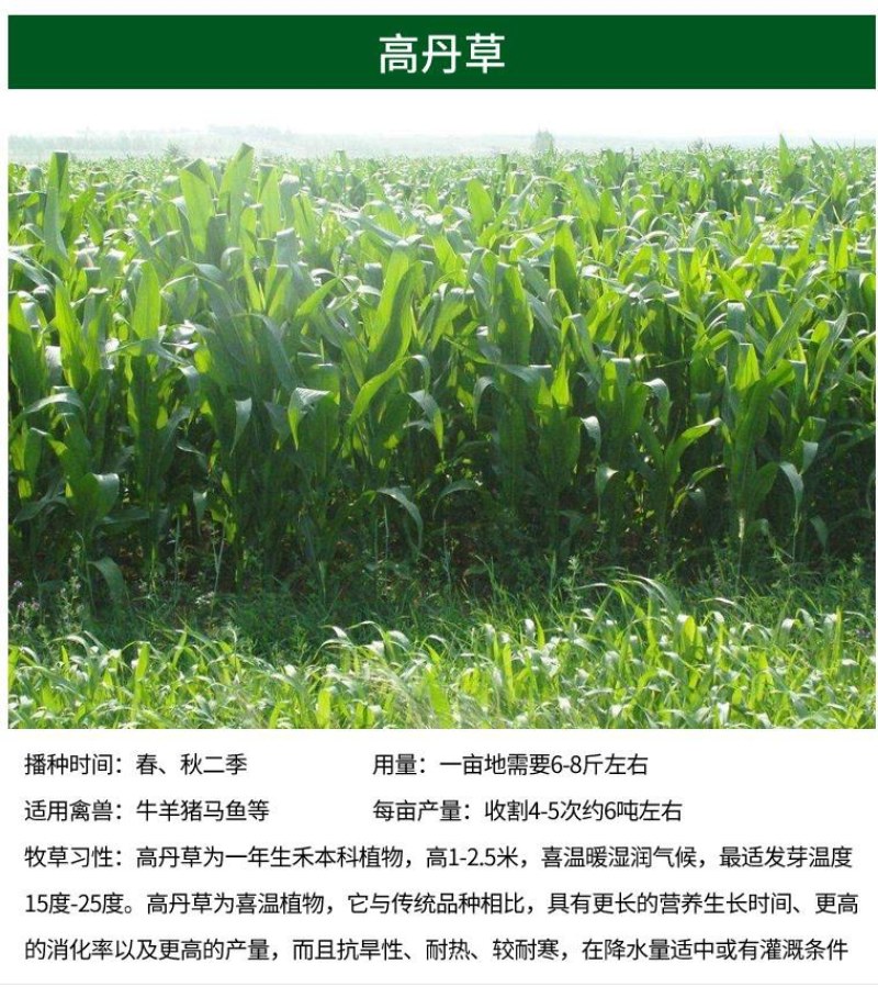 进口提摩西草种子猫尾草梯牧草兔子豚鼠荷兰猪优质草牧草