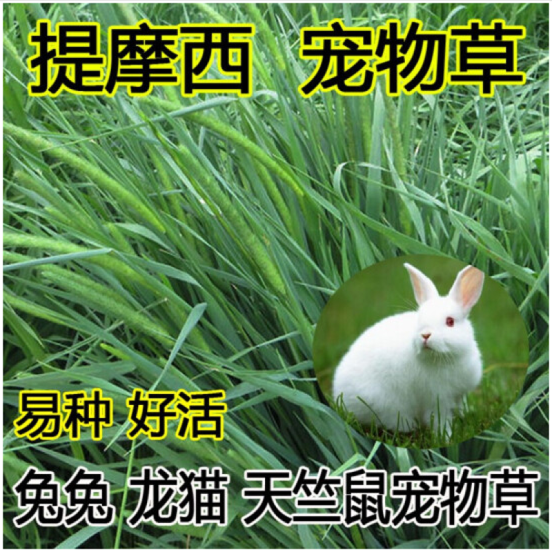 进口提摩西草种子猫尾草梯牧草兔子豚鼠荷兰猪优质草牧草