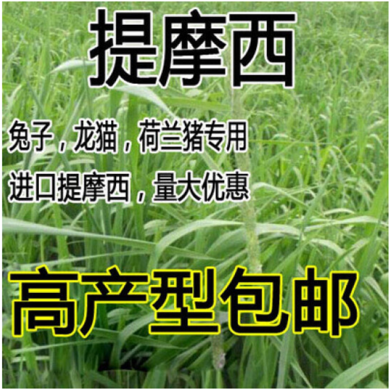 进口提摩西草种子猫尾草梯牧草兔子豚鼠荷兰猪优质草牧草