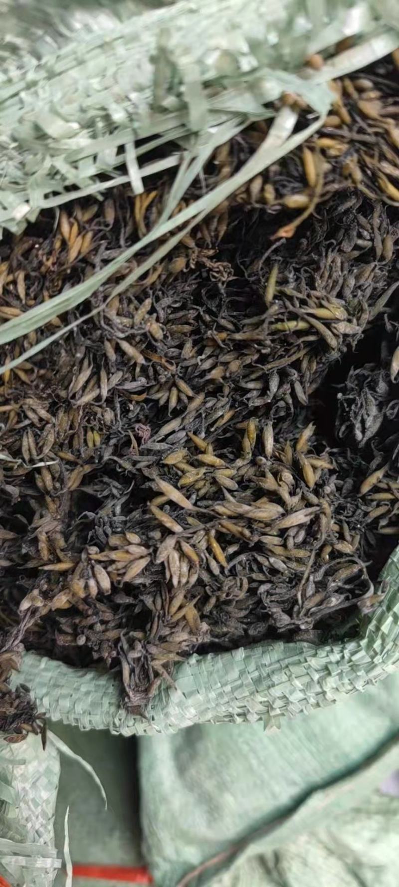 海藻羊栖菜，厂家专用海藻，自家专业种植，原产地一手货源