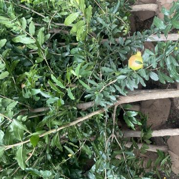 大红袍，果石榴，3到6公分量大，全部带果，预购丛速…