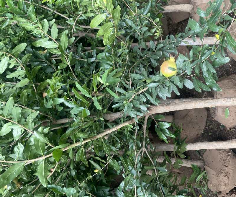 大红袍，果石榴，3到6公分量大，全部带果，预购丛速…