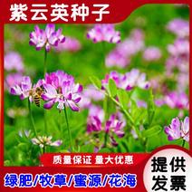 紫云英种子红花草种子养蜂蜜源高产果园固氮绿肥种子牧草种子