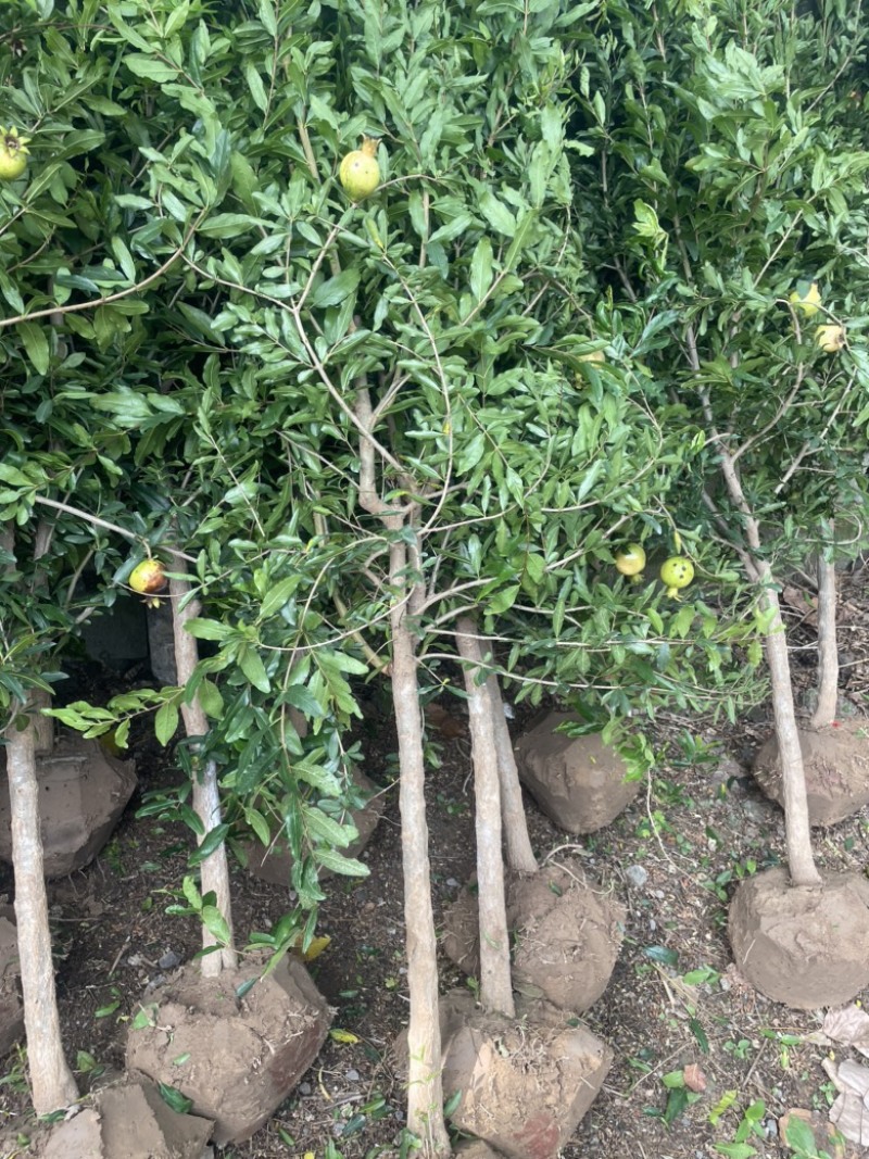 大红袍，果石榴，3到6公分量大，全部带果，预购丛速…